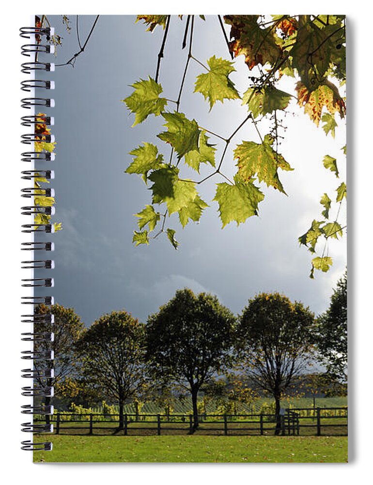 Denbies Vineyard Surrey Uk Vine Leaves Leaf Spiral Notebook featuring the photograph Denbies Vineyard Surrey UK #2 by Julia Gavin