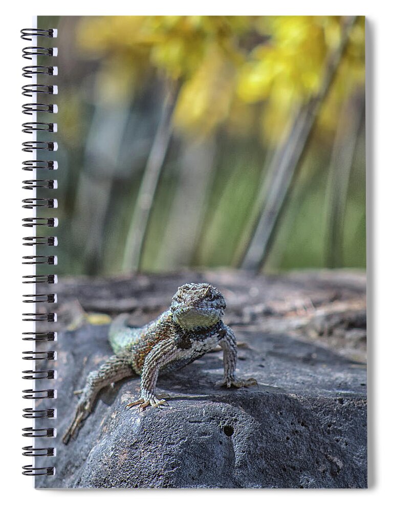 Desert Spiral Notebook featuring the photograph Desert Spiny Lizard 5796-041018-1cr #1 by Tam Ryan