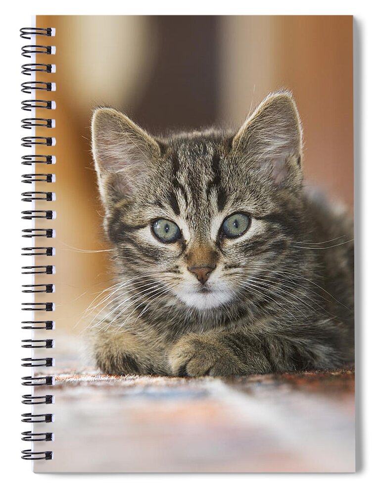 Mp Spiral Notebook featuring the photograph Domestic Cat Felis Catus Kitten #1 by Konrad Wothe