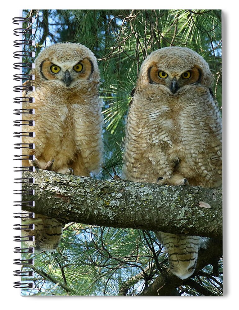 Owlets Spiral Notebook featuring the photograph Double Trouble #1 by Heather King