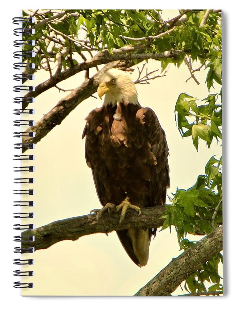 Bald Eagle Spiral Notebook featuring the photograph Eagle on Watch #1 by Shawn M Greener