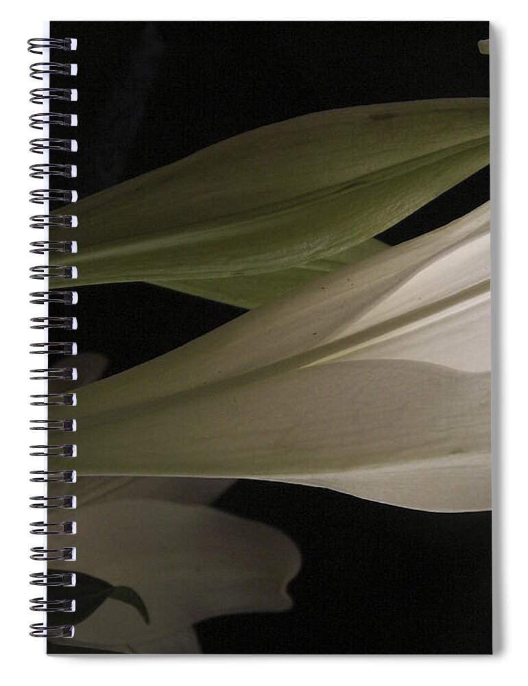 Easter Spiral Notebook featuring the photograph Easter Lily by Nancy Griswold