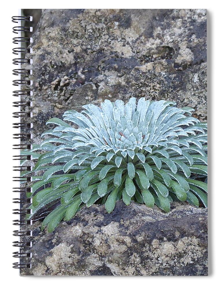 Exotic Spiral Notebook featuring the photograph Exotic plant by Margaret Brooks