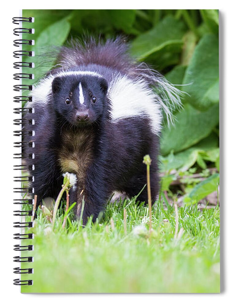 Striped Spiral Notebook featuring the photograph Face to Face #1 by Mircea Costina Photography