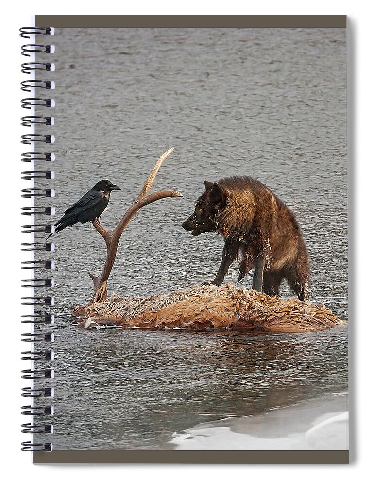 Mark Miller Photos Spiral Notebook featuring the photograph Face to Face Wolf and Raven #1 by Mark Miller