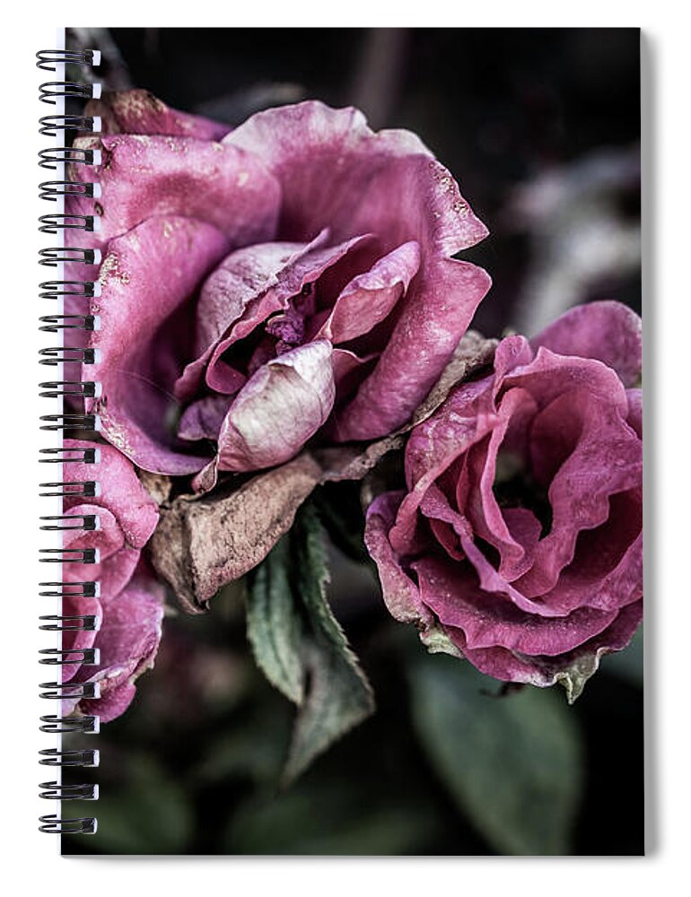 Fade Spiral Notebook featuring the photograph Fading Beauty #1 by Allin Sorenson