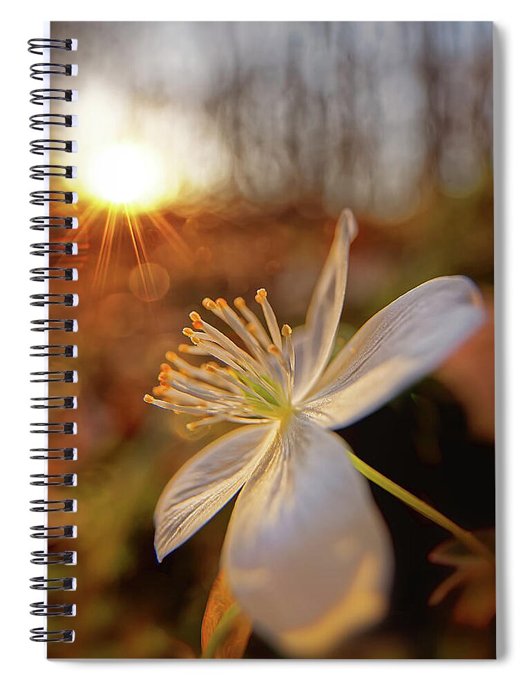Flower Spiral Notebook featuring the photograph False Rue Anemone #1 by Robert Charity