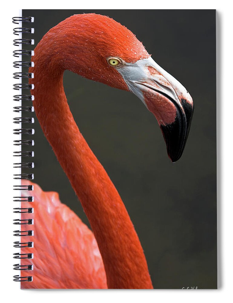 Flamingo Spiral Notebook featuring the photograph Flamingo by Christopher Holmes