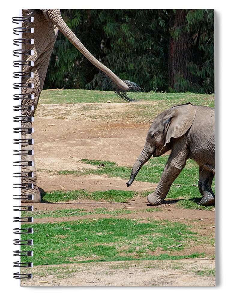 Baby Elephant Spiral Notebook featuring the photograph Follow the Leader #1 by Anthony Jones