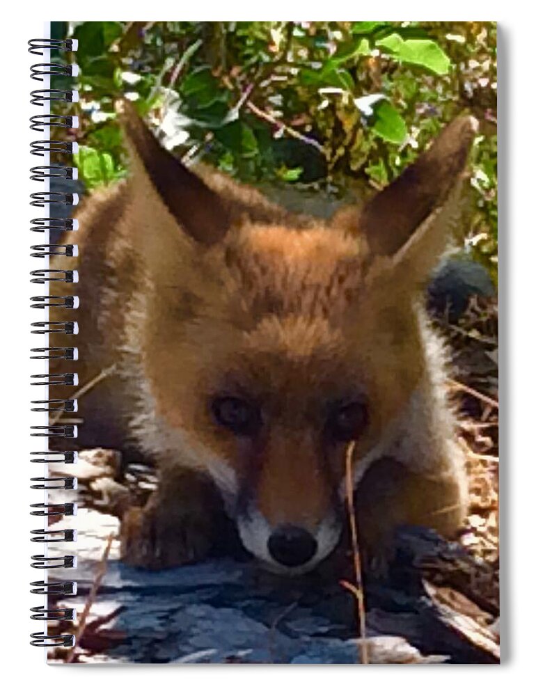 Colette Spiral Notebook featuring the photograph Fox Joy #2 by Colette V Hera Guggenheim