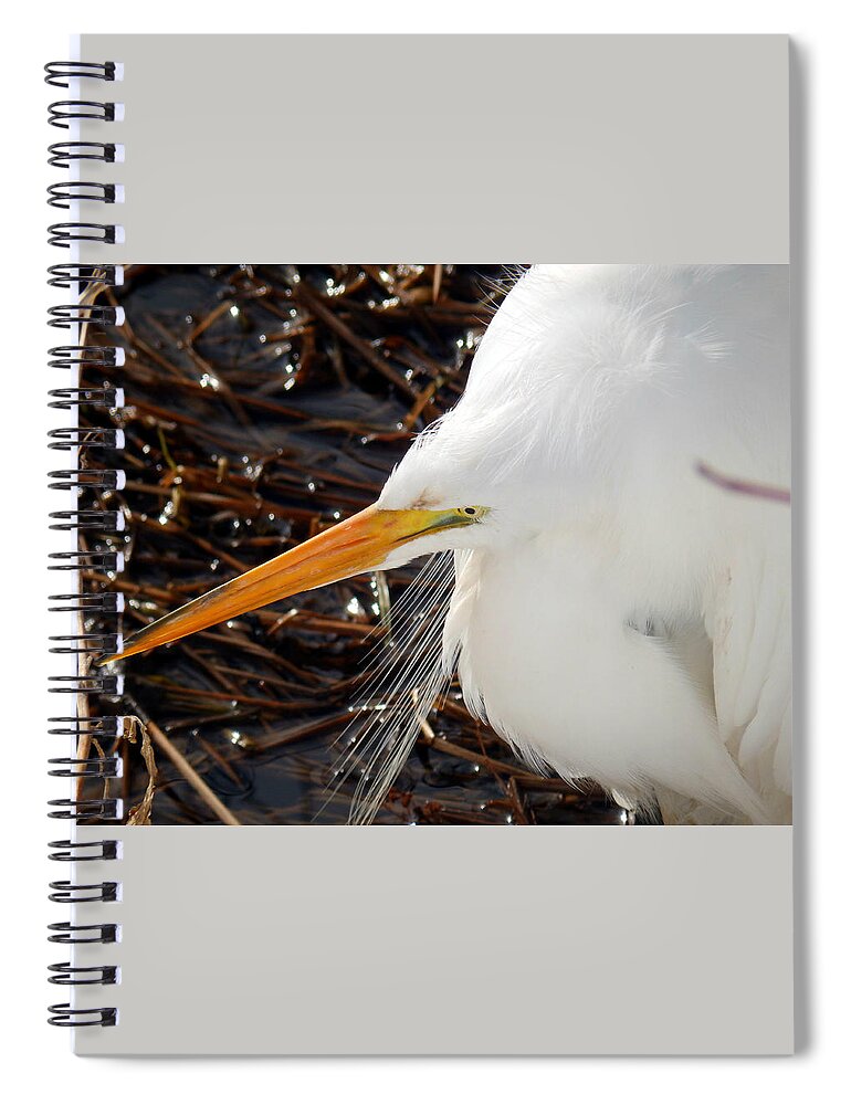 Great Egret Spiral Notebook featuring the photograph Gaze #2 by Zinvolle Art