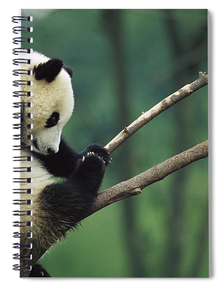 Mp Spiral Notebook featuring the photograph Giant Panda Ailuropoda Melanoleuca Year #1 by Cyril Ruoso
