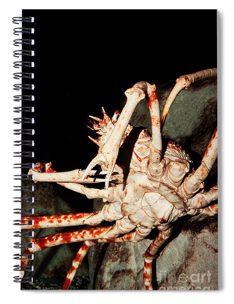 Adult Spiral Notebook featuring the photograph Giant Spider Crab Macrocheira Kaempferi #1 by Gerard Lacz