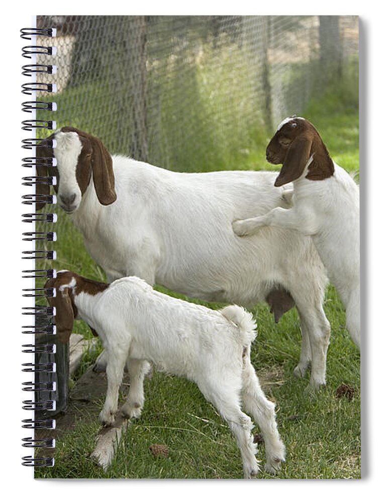 Boer Goat Spiral Notebook featuring the photograph Goat With Kids #1 by Inga Spence