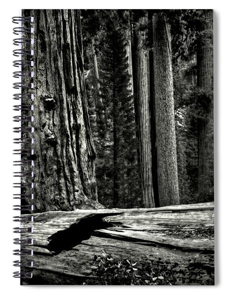 Usa Spiral Notebook featuring the photograph Grant's Grove King's Canyon National Park #1 by Roger Passman