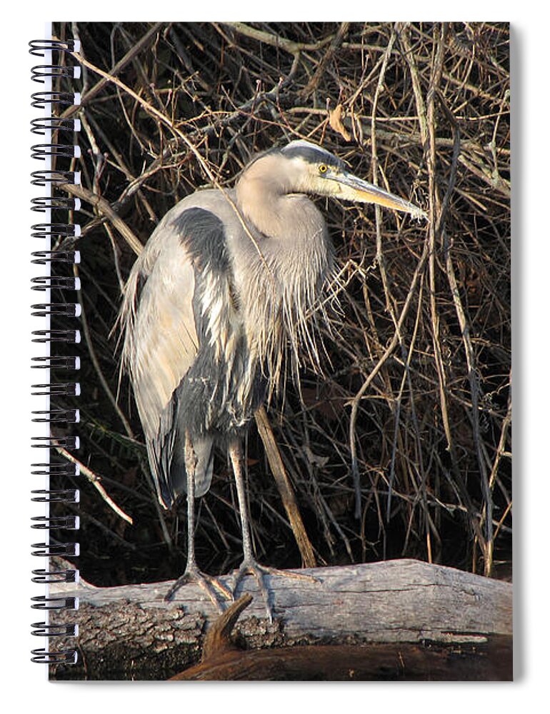 Animal Spiral Notebook featuring the photograph Great Blue Heron by Ann Bridges