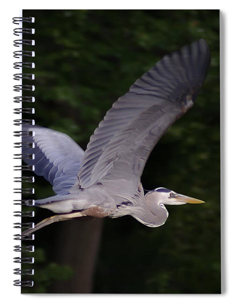 2d Spiral Notebook featuring the photograph Great Blue Heron In Flight #1 by Brian Wallace