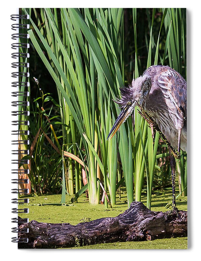 Great Blue Heron Spiral Notebook featuring the photograph Great Blue Heron Itch #1 by Ed Peterson