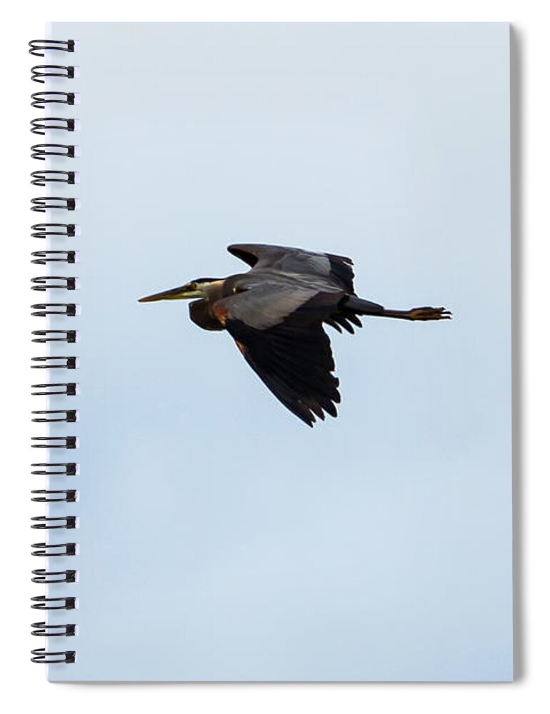 Great Blue Heron Spiral Notebook featuring the photograph Great Blue Heron by Holden The Moment