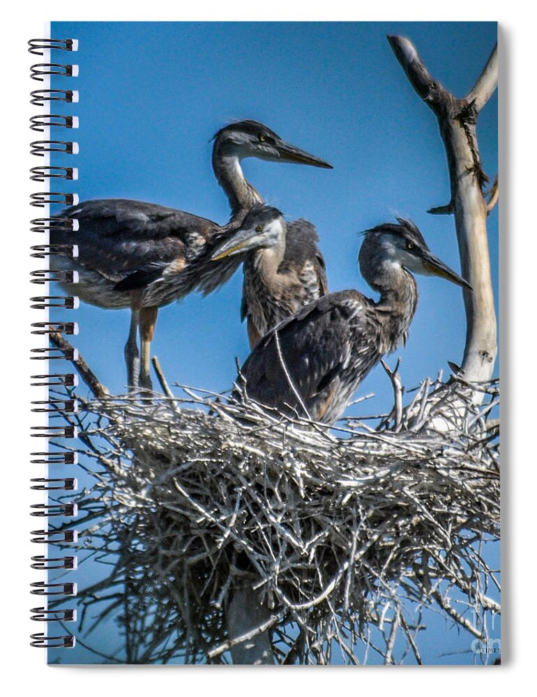Heron Spiral Notebook featuring the photograph Great Blue Heron on Nest #1 by Ronald Grogan