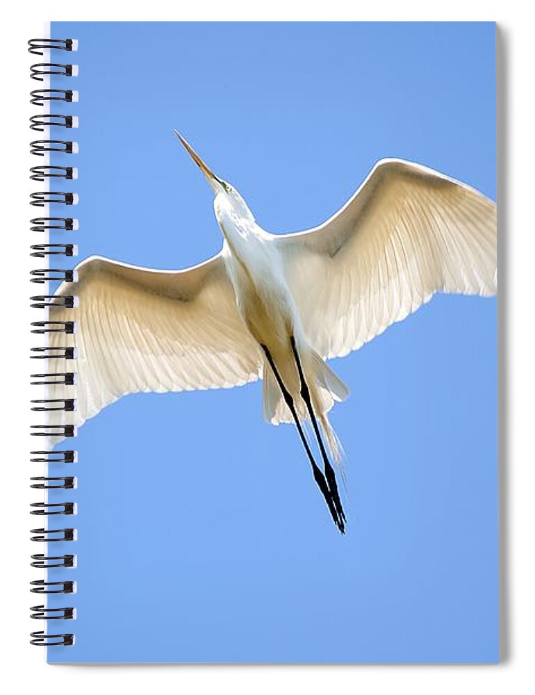Egret Spiral Notebook featuring the photograph Great Egret In Flight #1 by Kenneth Albin