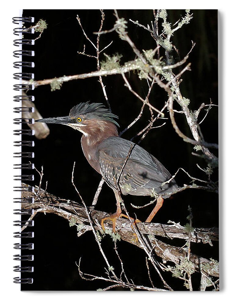 Green Heron Spiral Notebook featuring the photograph Green Heron #1 by Doris Potter