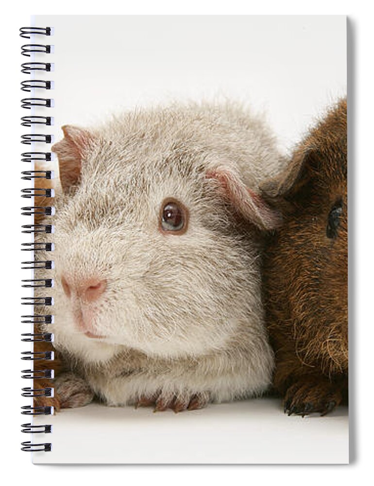 Animal Spiral Notebook featuring the photograph Guinea Pigs #1 by Jane Burton