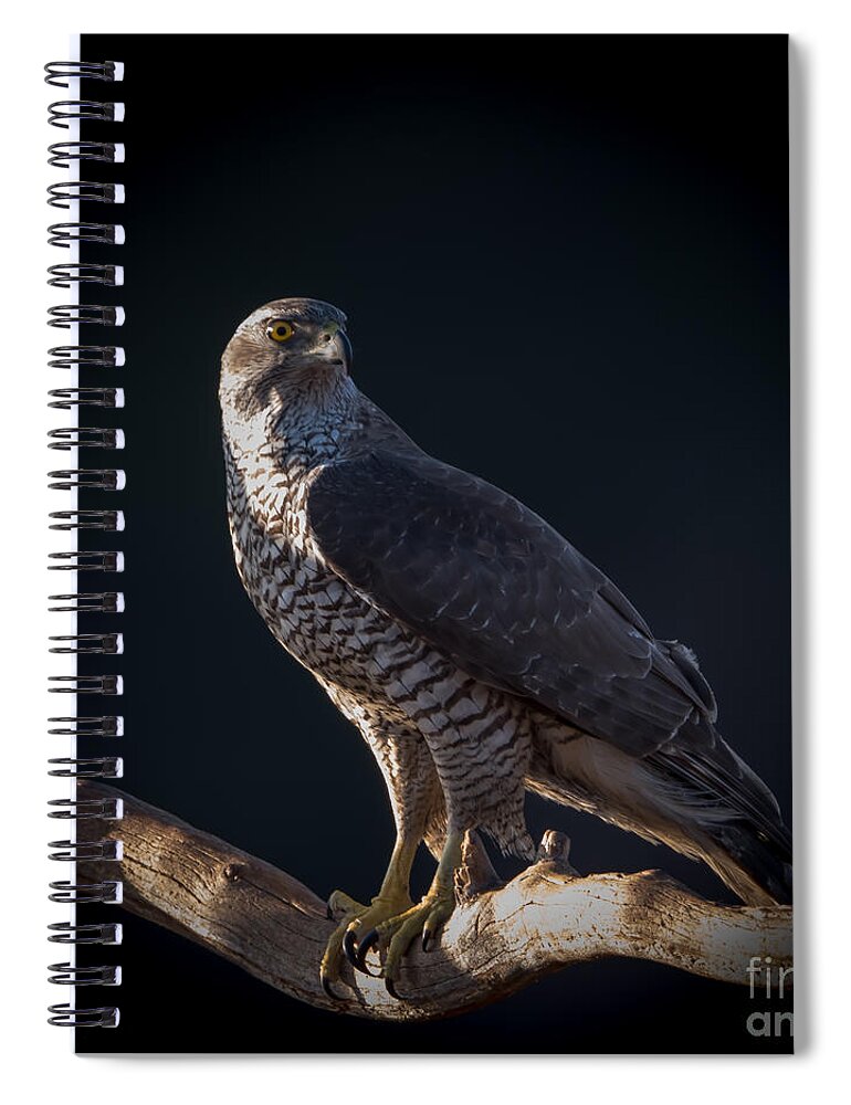 Hawk-eye Spiral Notebook featuring the photograph Hawk-eye by Torbjorn Swenelius