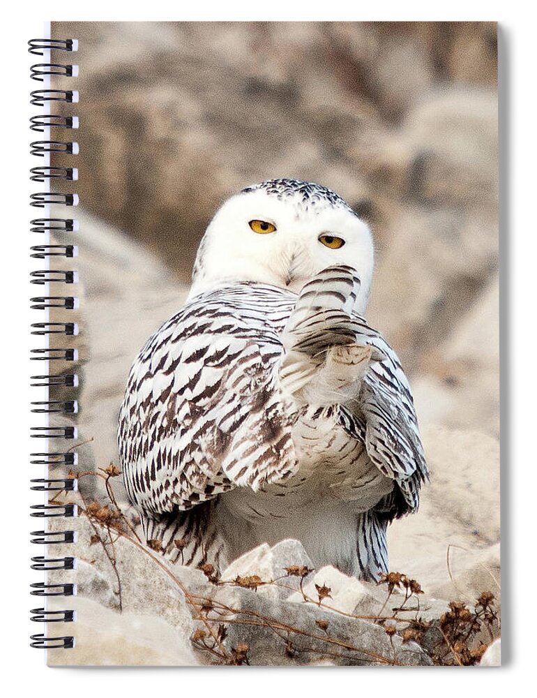 Missouri Spiral Notebook featuring the photograph Heads or Tails #1 by Steve Stuller