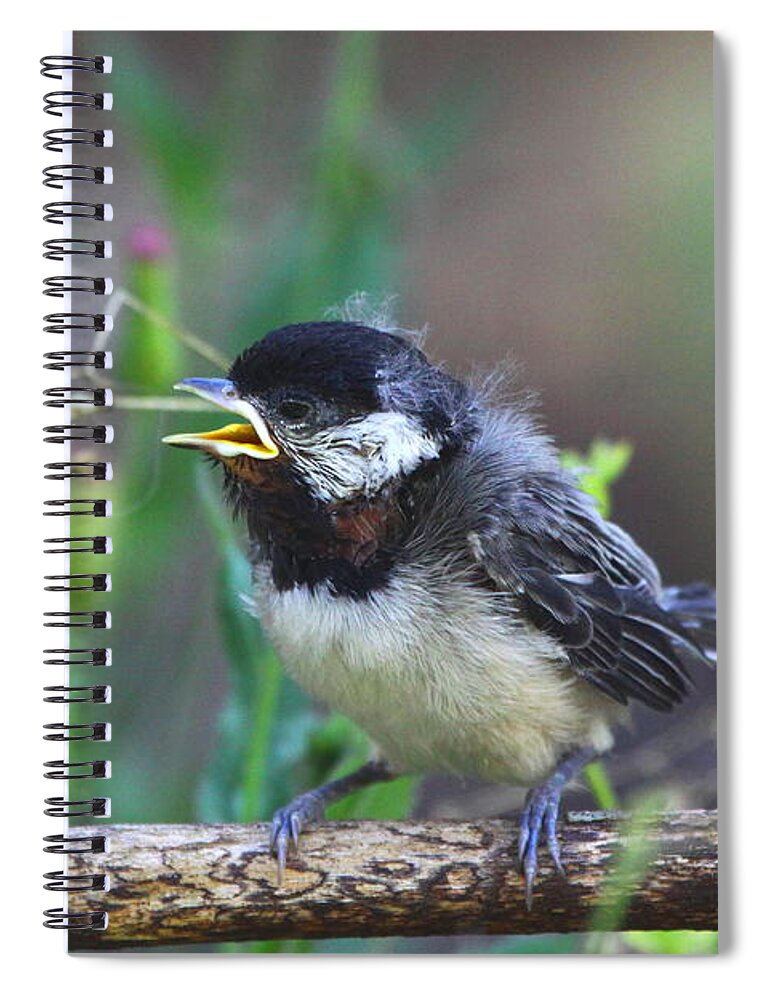 Carolina Chickadee Fledgling Spiral Notebook featuring the photograph Hello World #1 by Barbara Bowen