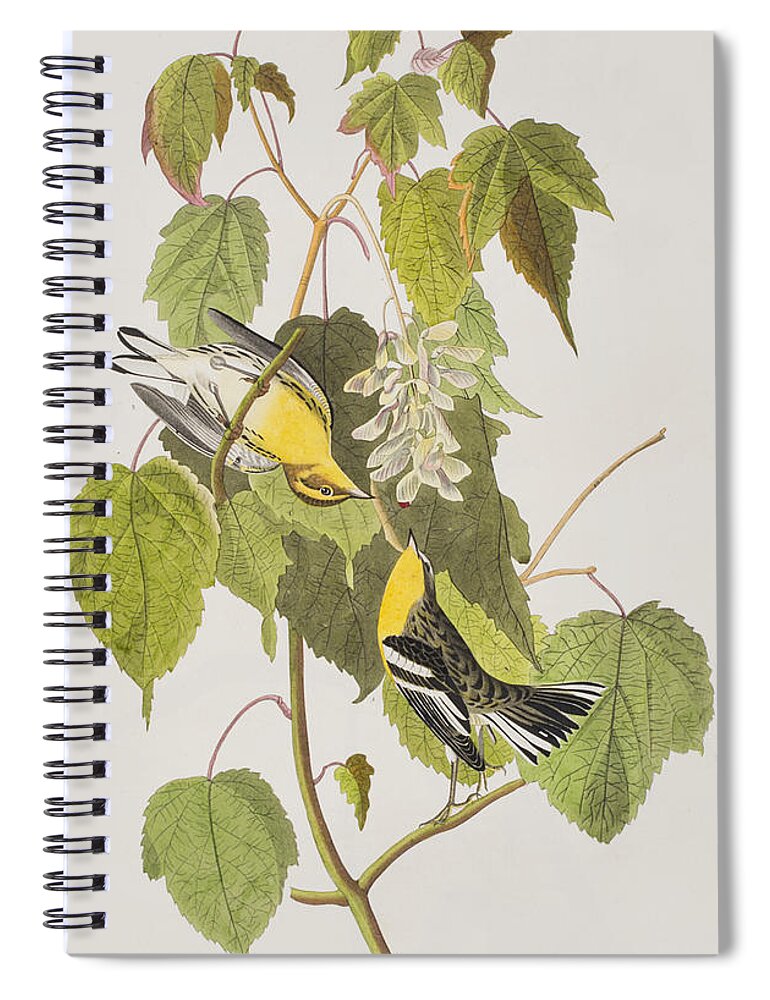 Hemlock Warbler Spiral Notebook featuring the painting Hemlock Warbler by John James Audubon