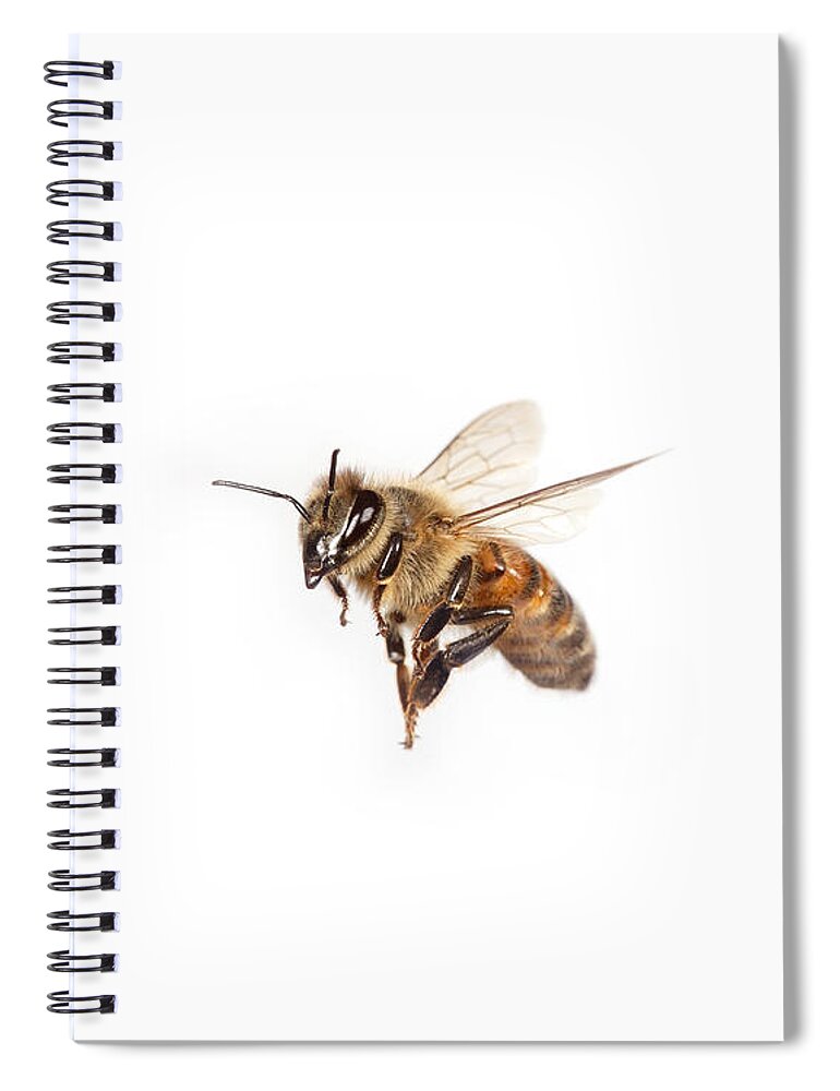 Honey Bee Spiral Notebook featuring the photograph Honey Bee In Flight #1 by Ted Kinsman