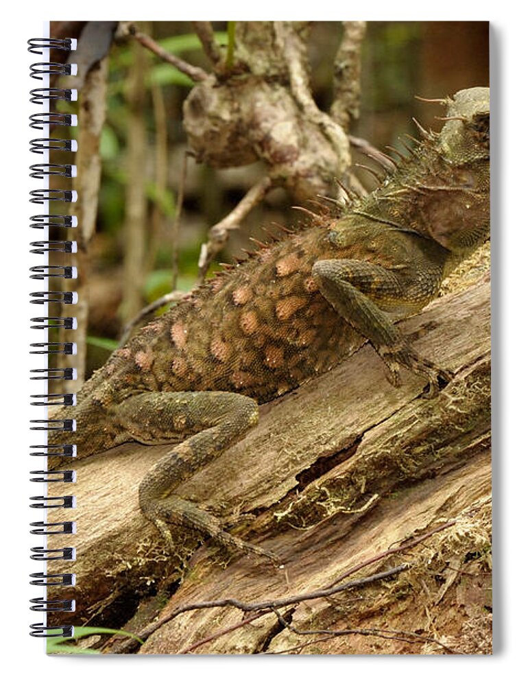 Wildlife Spiral Notebook featuring the photograph Horned Tree Lizard #1 by Fletcher & Baylis