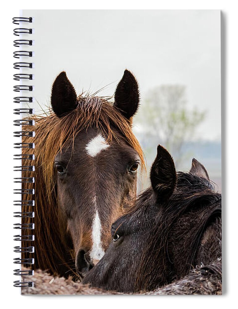 Jay Stockhaus Spiral Notebook featuring the photograph Horses #1 by Jay Stockhaus