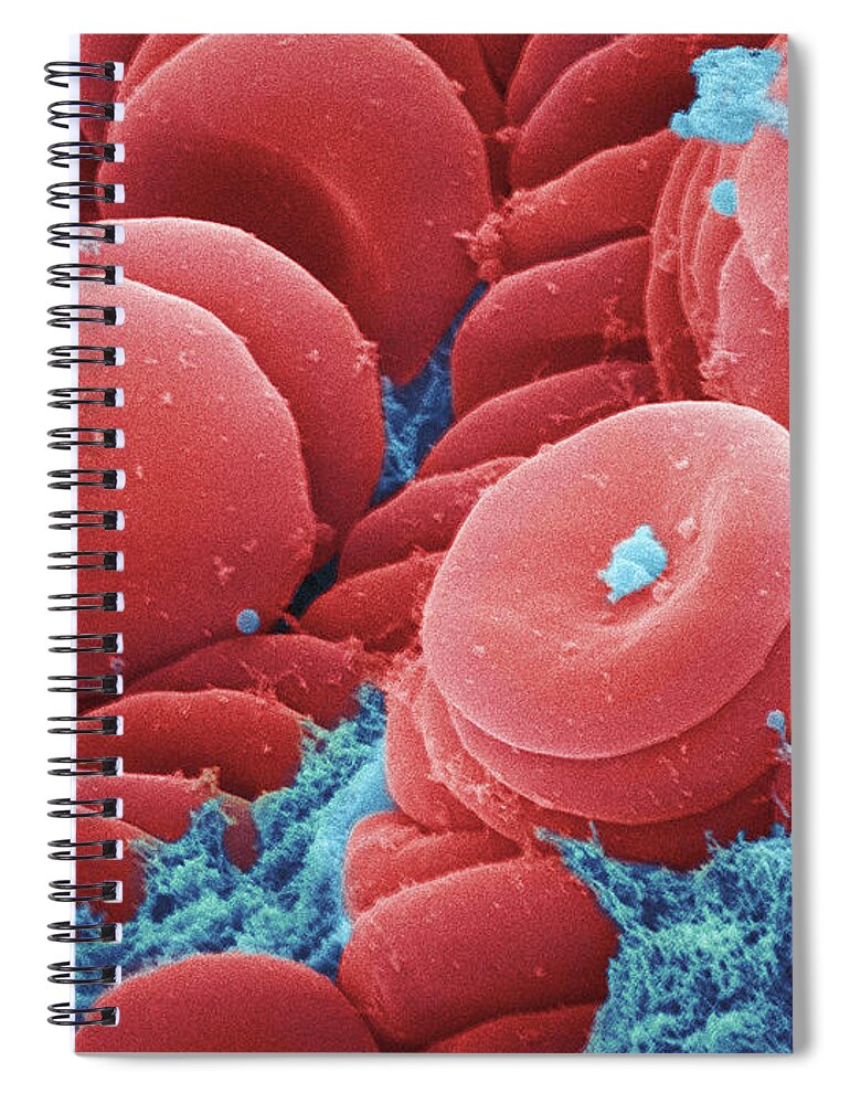 Science Spiral Notebook featuring the photograph Human Red Blood Cells, Sem #1 by Ted Kinsman