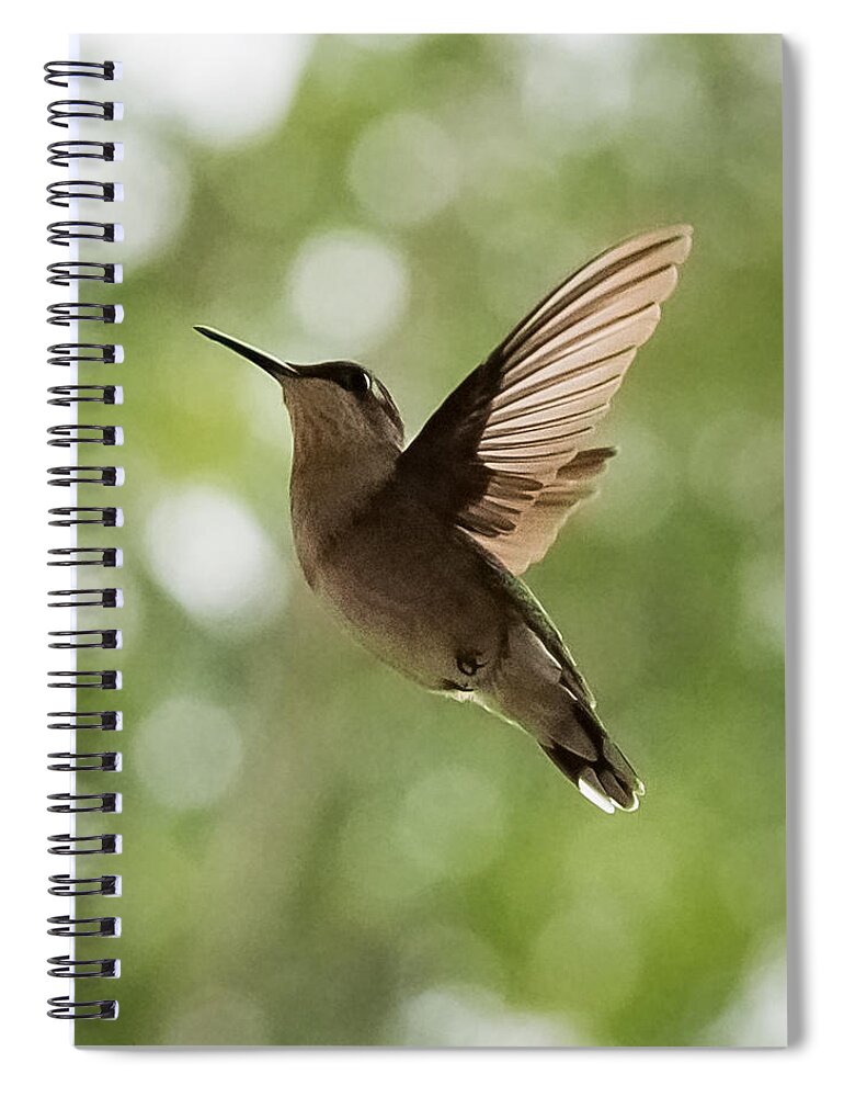 Hummingbird Spiral Notebook featuring the photograph Hummingbird by Holden The Moment