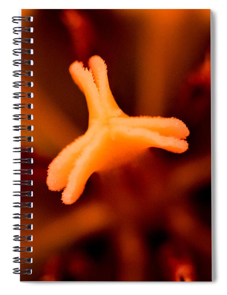 Jay Stockhaus Spiral Notebook featuring the photograph Inside the Tulip #1 by Jay Stockhaus