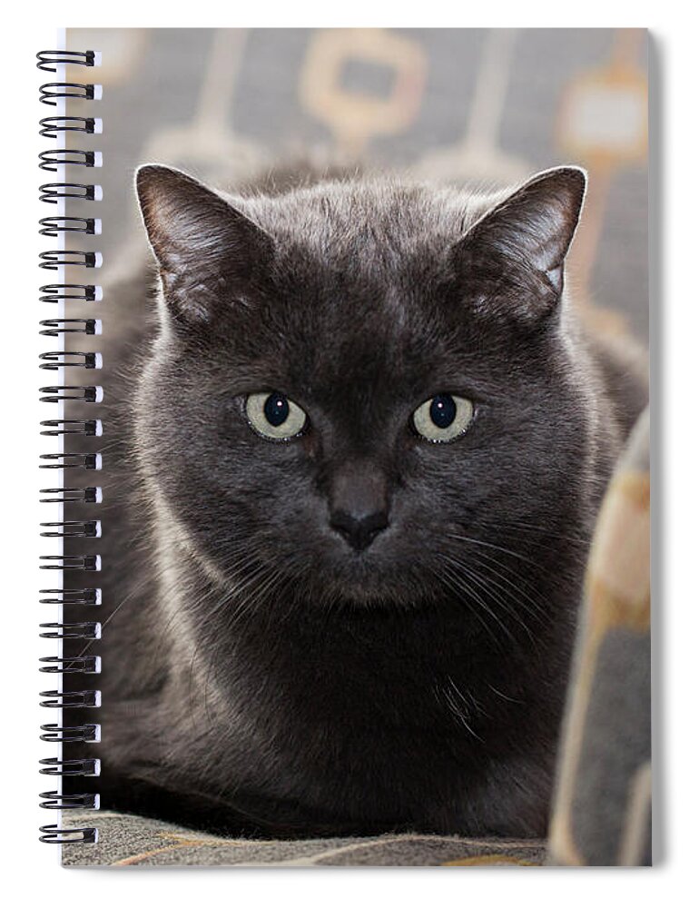 Cat Spiral Notebook featuring the photograph Jeff the Cat #1 by Susan Stone