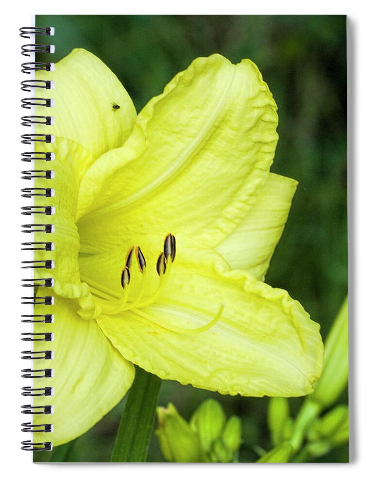Daylily Spiral Notebook featuring the photograph Lemon Yellow Daylily #1 by Kathy Clark