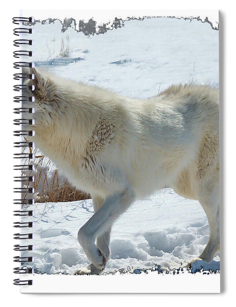 Lone White Wolf Spiral Notebook featuring the photograph Lone White Wolf by O Lena