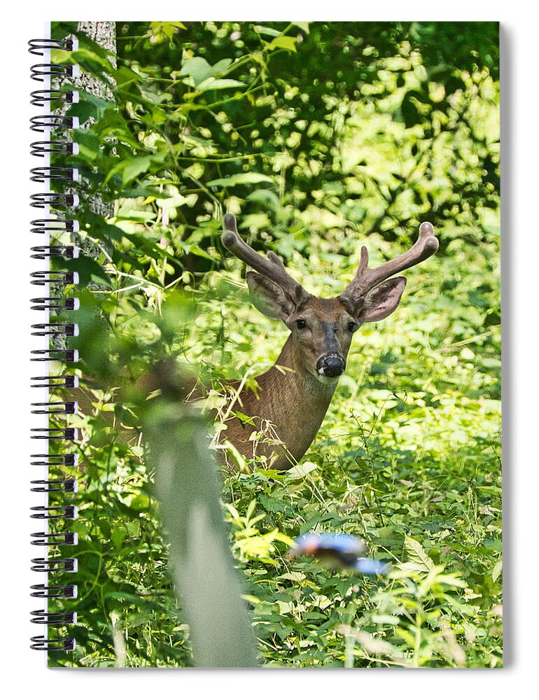 Animal Spiral Notebook featuring the photograph Looking at you #1 by Paul Ross