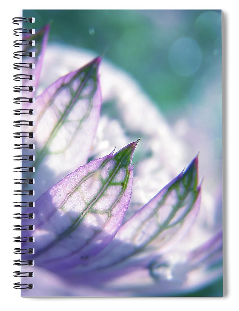 Astrantia Major Spiral Notebook featuring the photograph Lost In A Daydream #1 by John Poon
