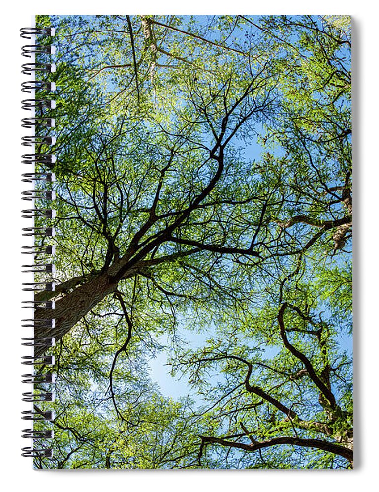 Austin Spiral Notebook featuring the photograph Majestic Cypress Trees by Raul Rodriguez