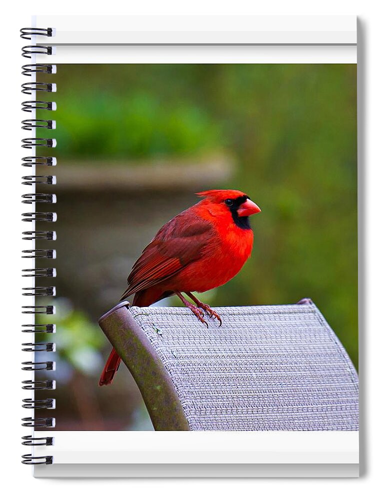 Red Spiral Notebook featuring the photograph Male Cardinal #1 by Robert L Jackson