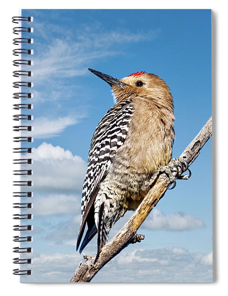 Animal Spiral Notebook featuring the photograph Male Gila Woodpecker by Jeff Goulden