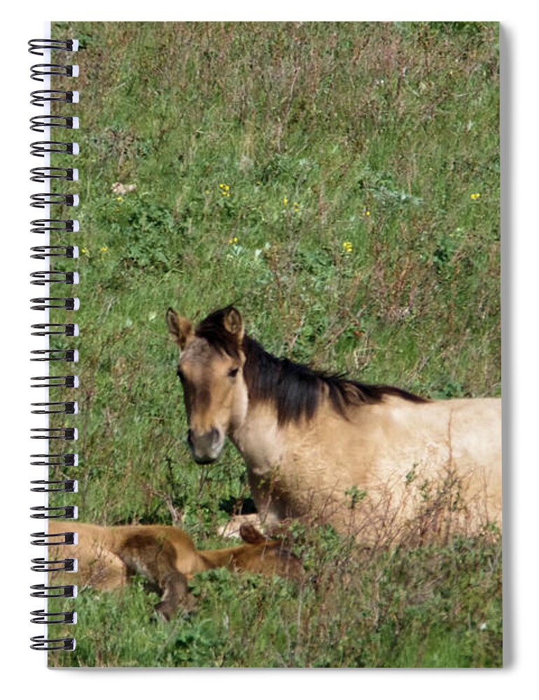 Horse Spiral Notebook featuring the photograph Mare and colt #1 by Jeff Swan