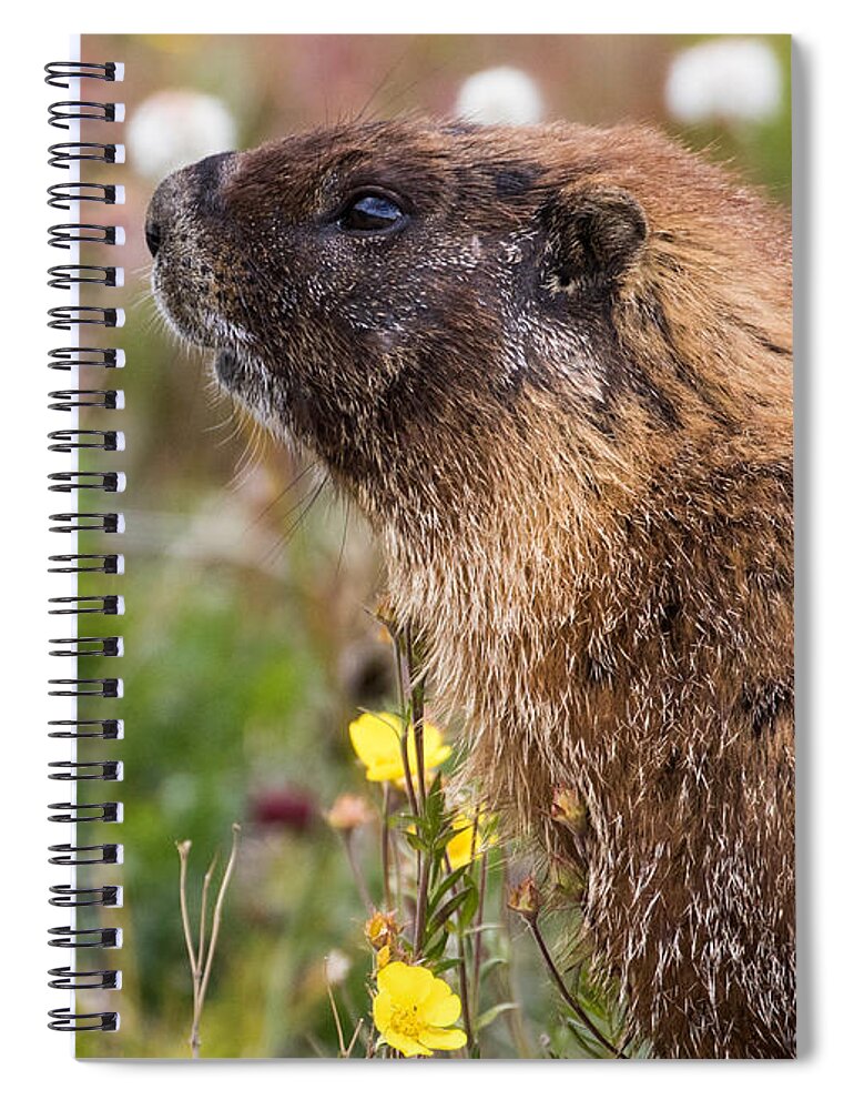 Marmots Spiral Notebook featuring the photograph Marmot Study #3 #1 by Mindy Musick King