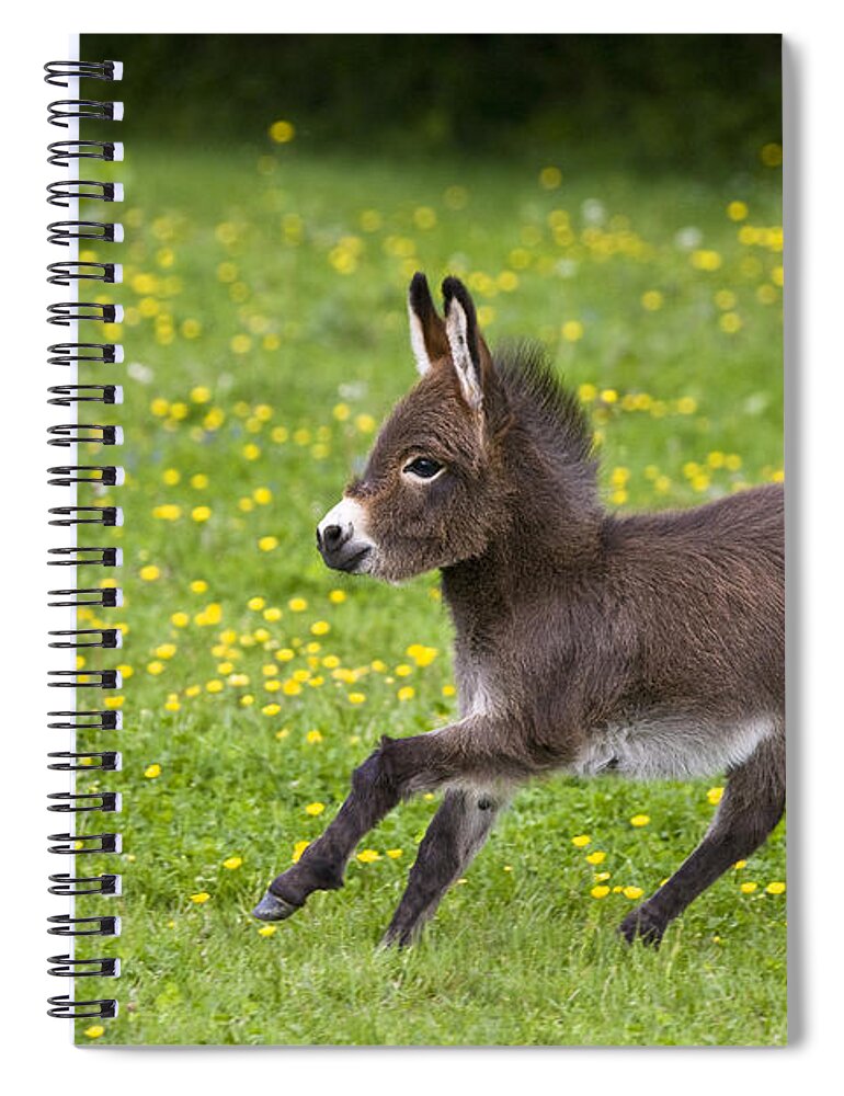 Miniature Donkey Spiral Notebook featuring the photograph Miniature Donkey Foal #1 by Jean-Louis Klein & Marie-Luce Hubert