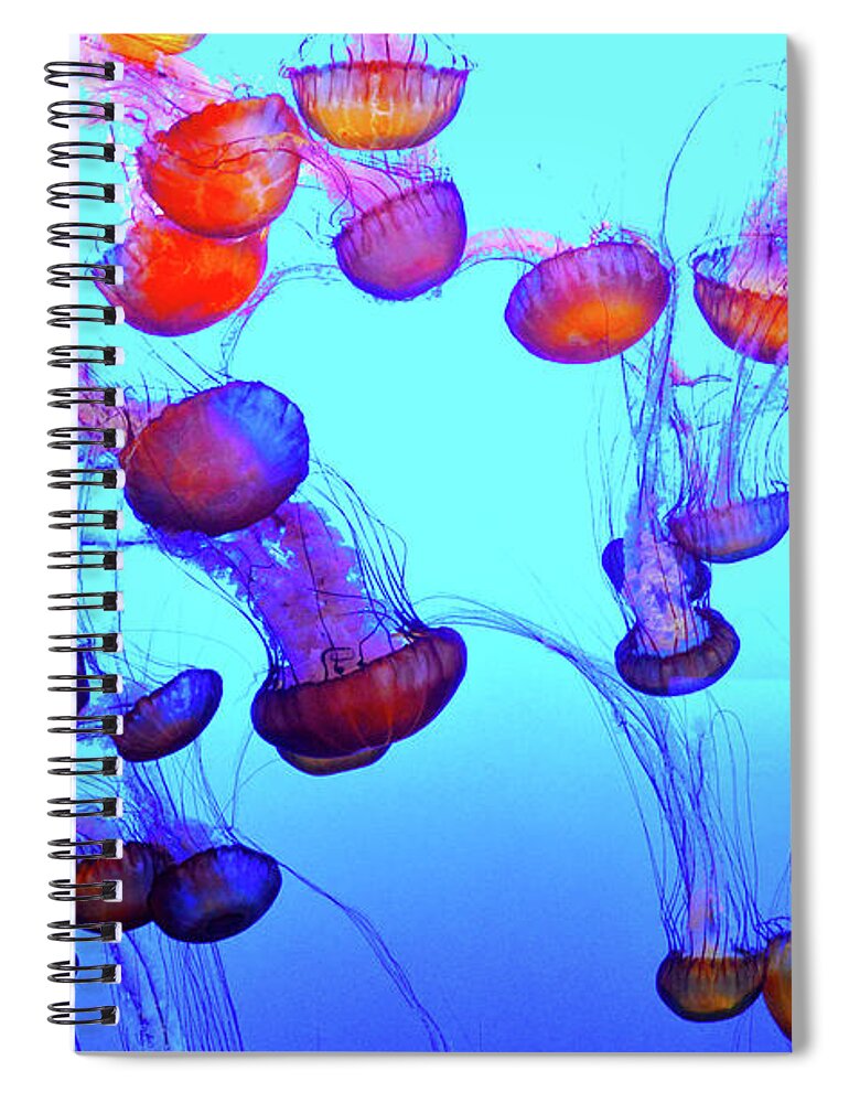 Monterey Bay Jellyfish Spiral Notebook featuring the photograph Monterey Bay Jellyfish #2 by Barbara Snyder