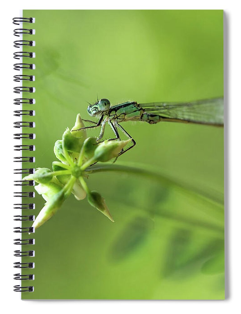 Insect Spiral Notebook featuring the photograph Morning impression with blue dragonfly #1 by Jaroslaw Blaminsky